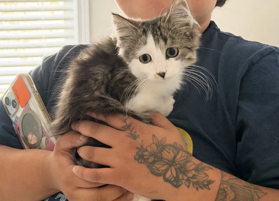 Shrimp - Domestic Medium Hair