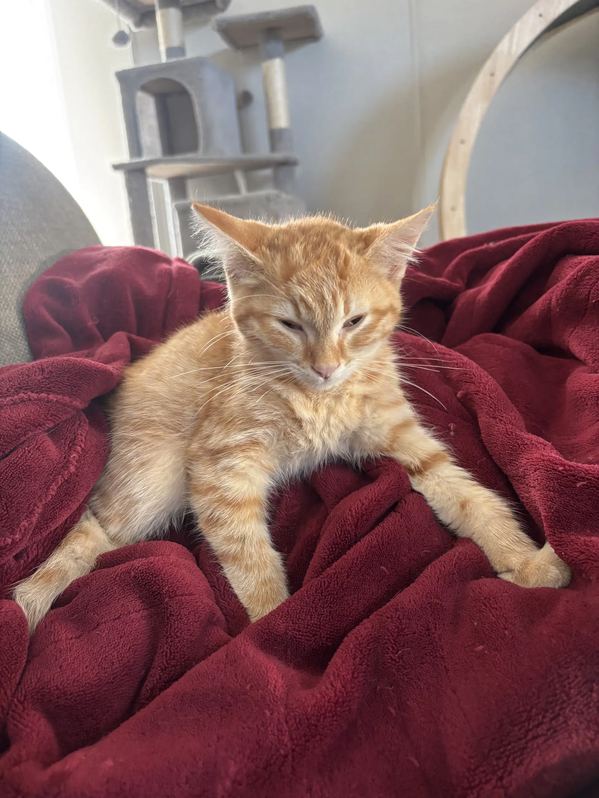 Dino-Mite - Domestic Medium Hair