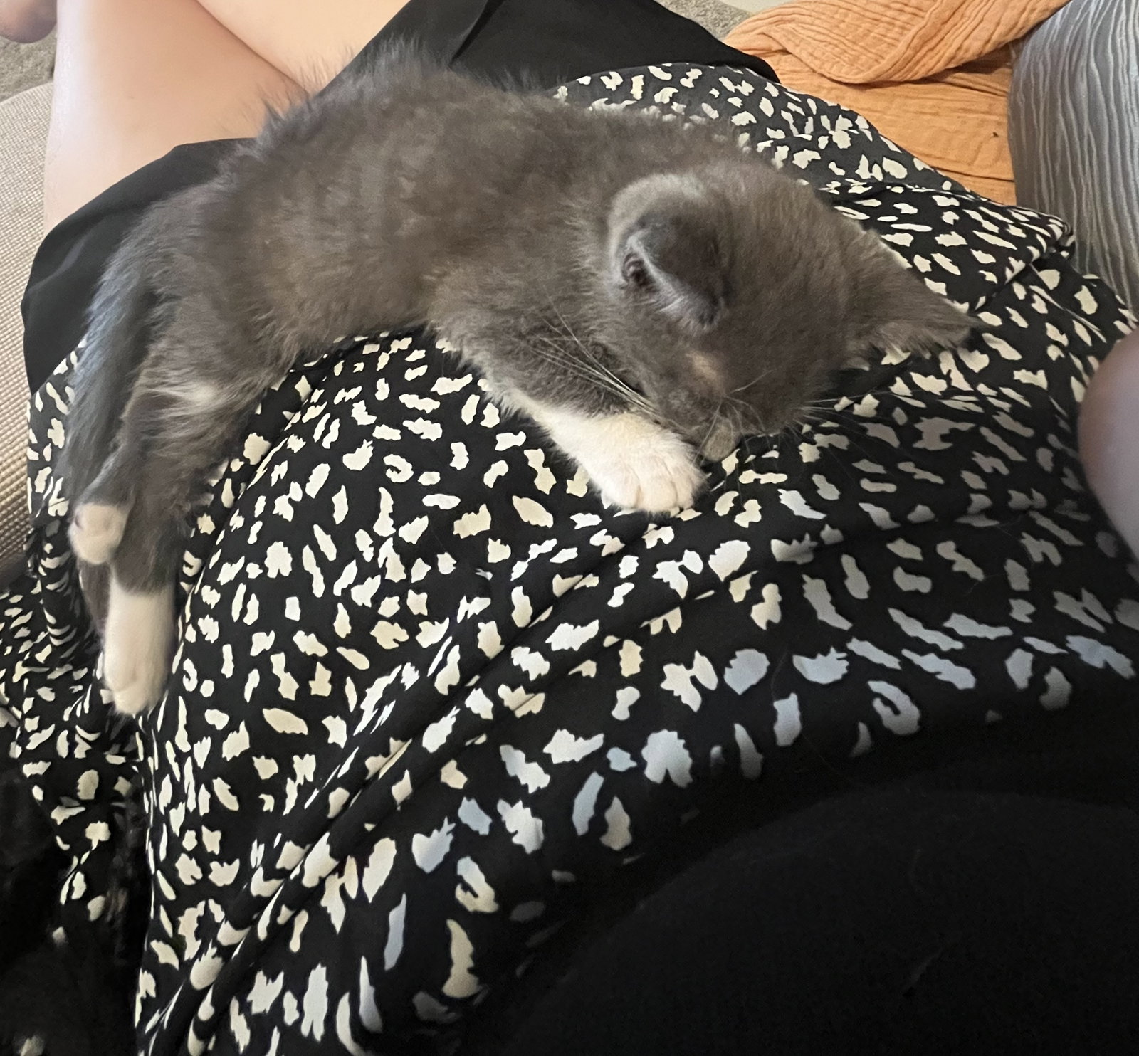 Mort (must be adopted with King Julian), photo 3