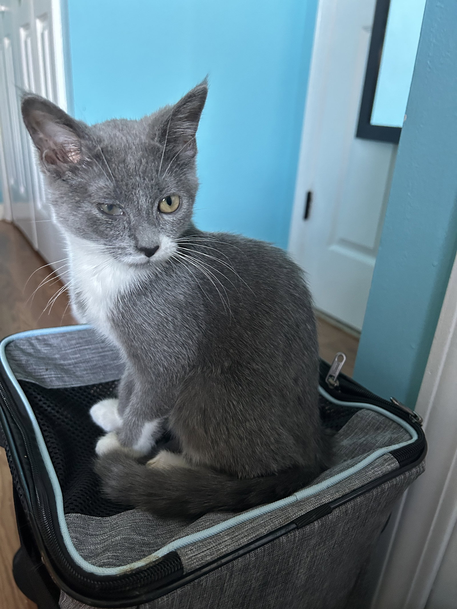 Mort (must be adopted with King Julian)