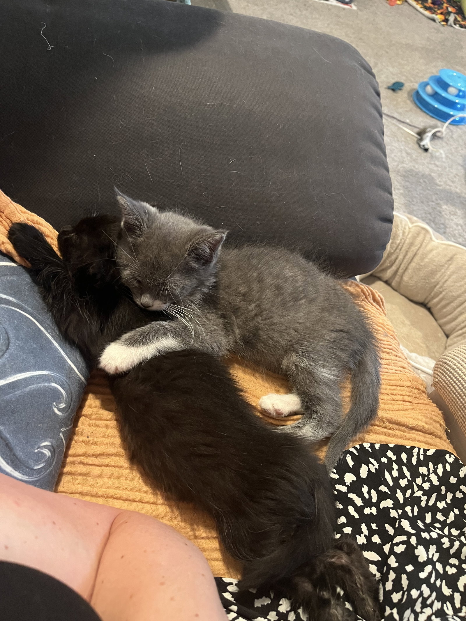 King Julian (must be adopted with Mort), photo 4