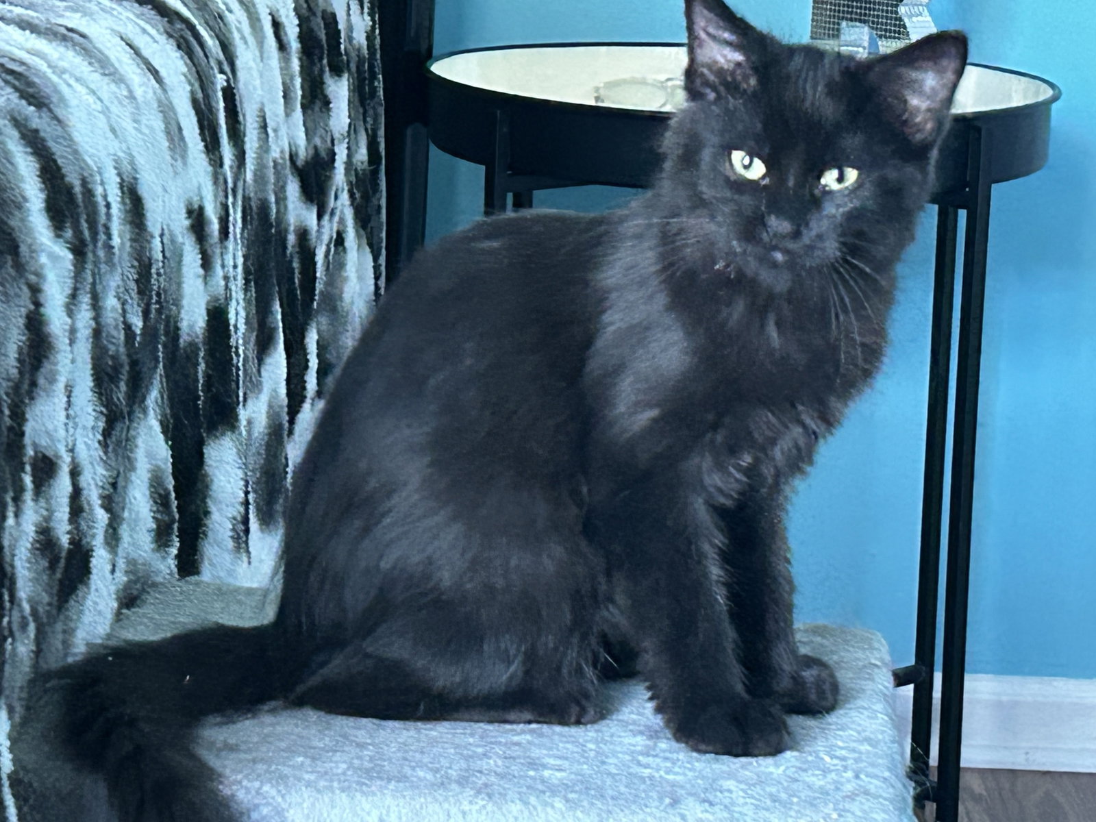 King Julian (must be adopted with Mort), photo 2