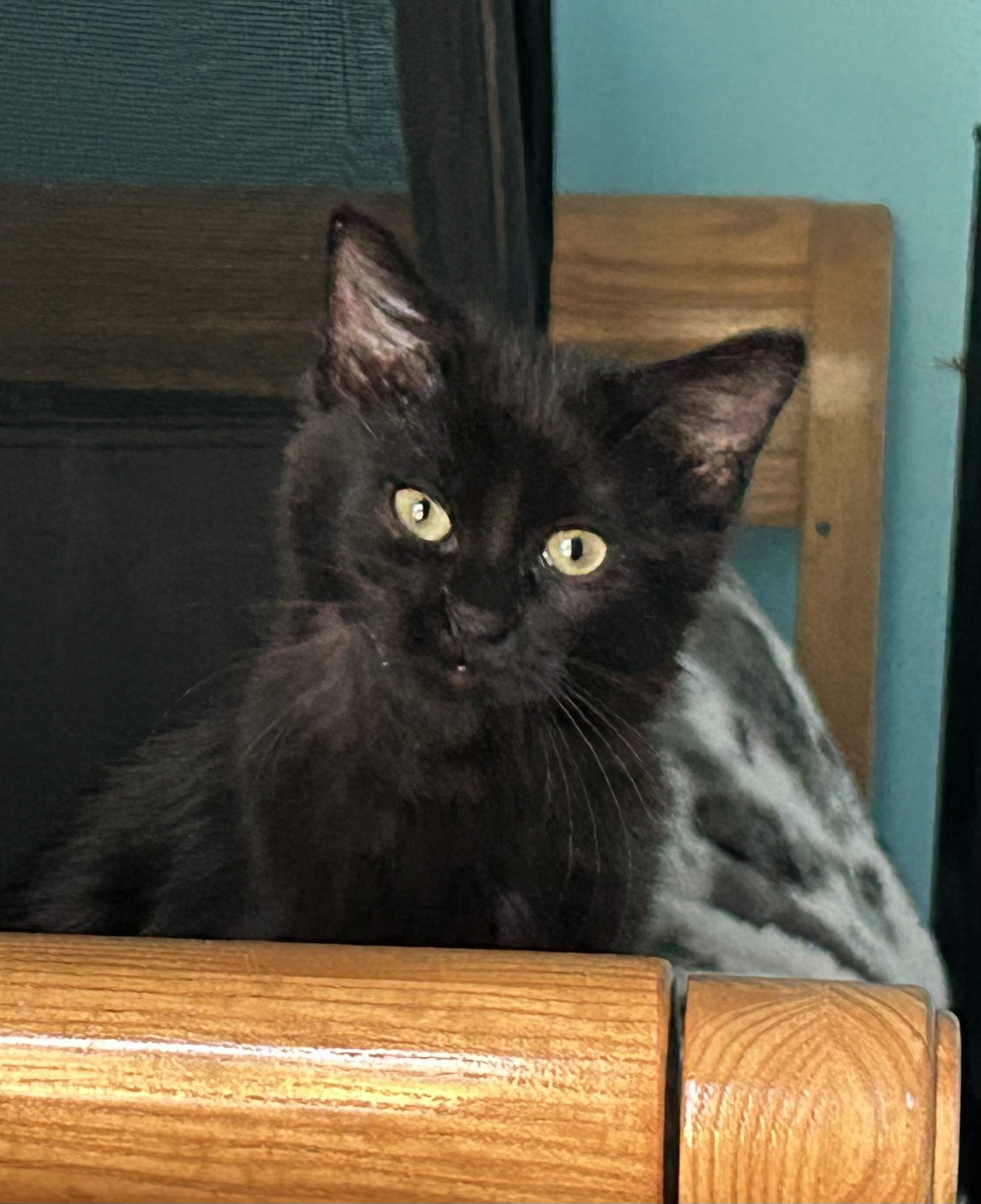 King Julian (must be adopted with Mort), photo 3