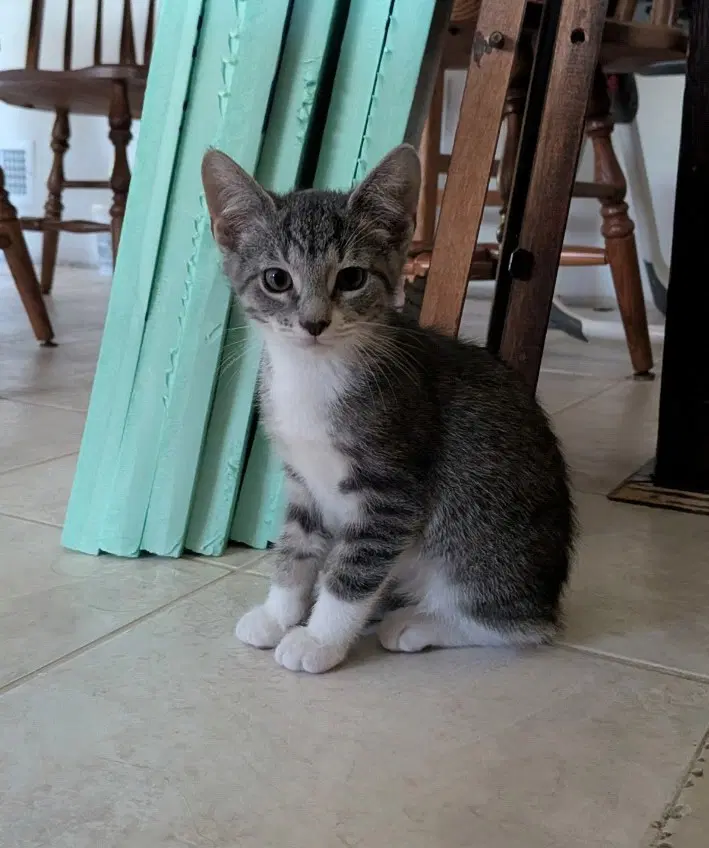 Watermelon - Domestic Medium Hair