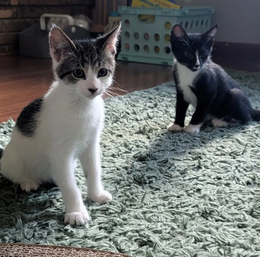 Lemon - Domestic Short Hair