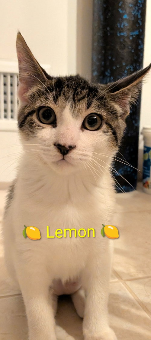 Lemon, a cat for adoption from For The Love Of Cats Rescue And Adoption