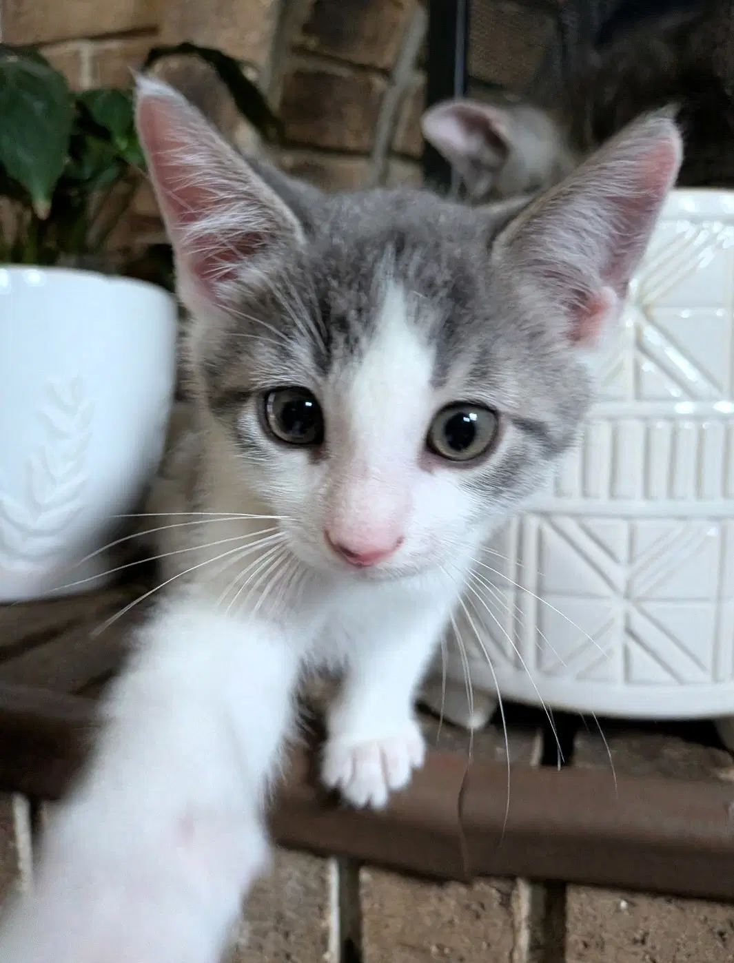 Kiwi - Domestic Medium Hair