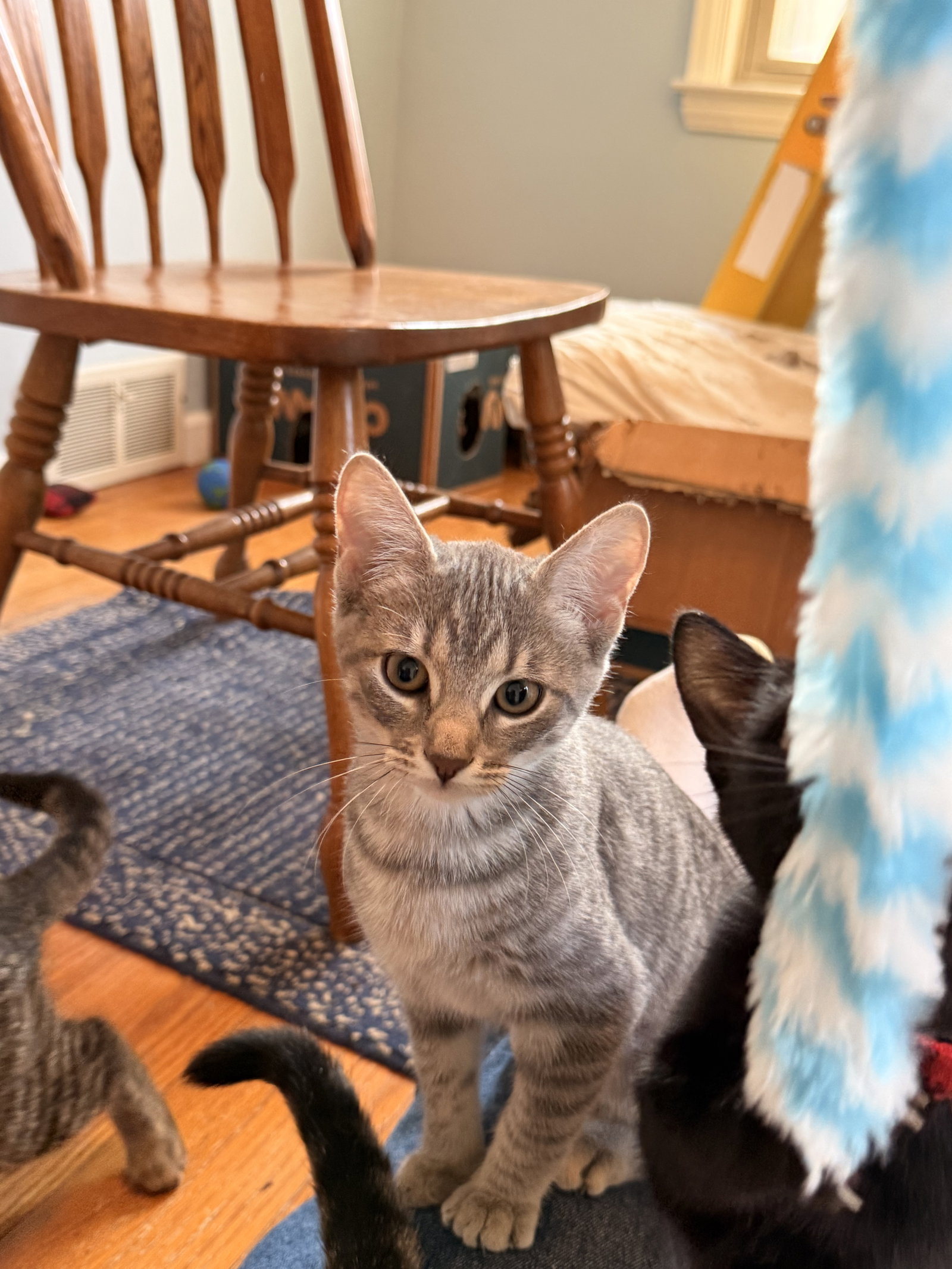 Uno, Domestic Short Hair