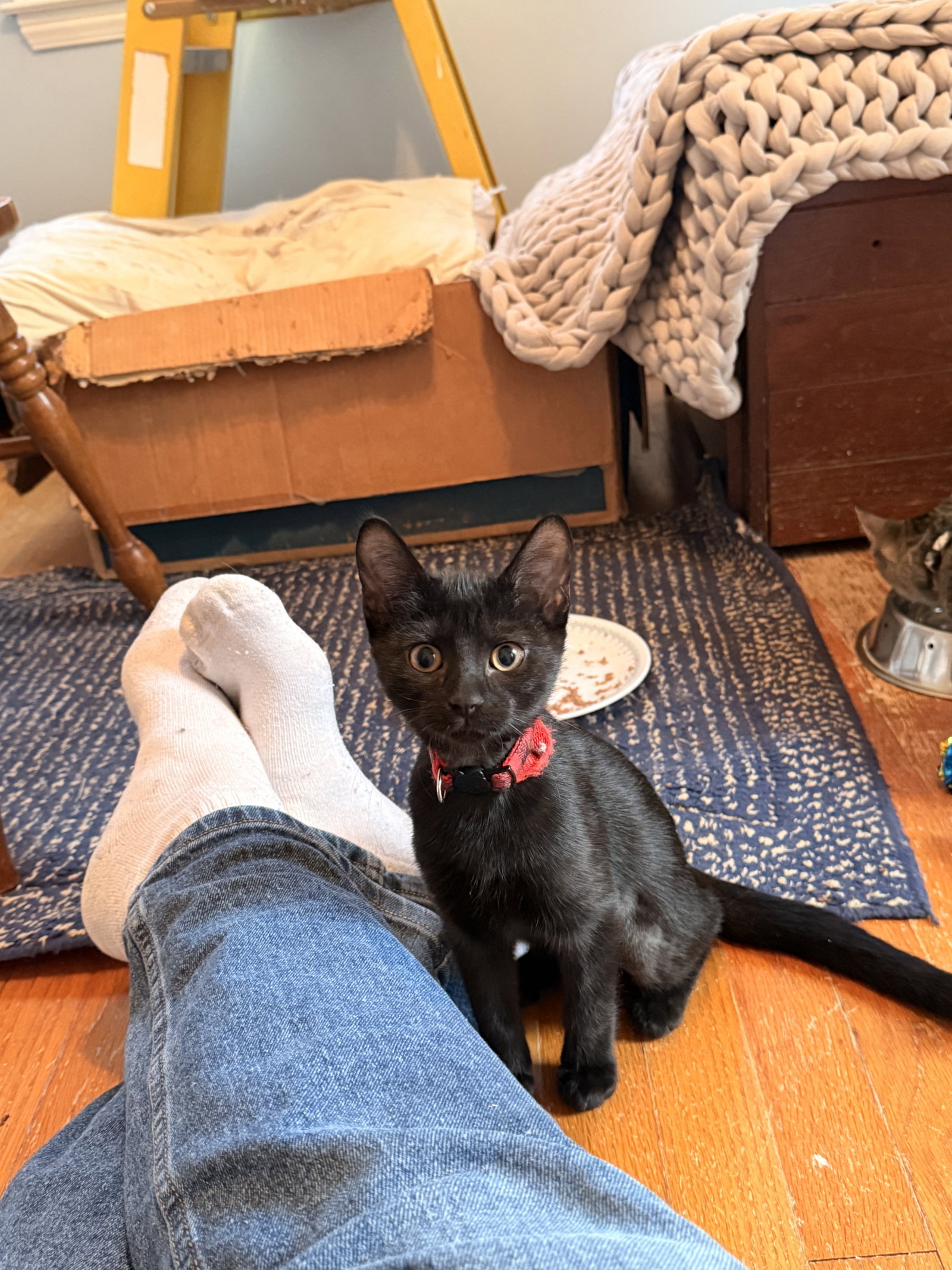 Tres, Domestic Short Hair