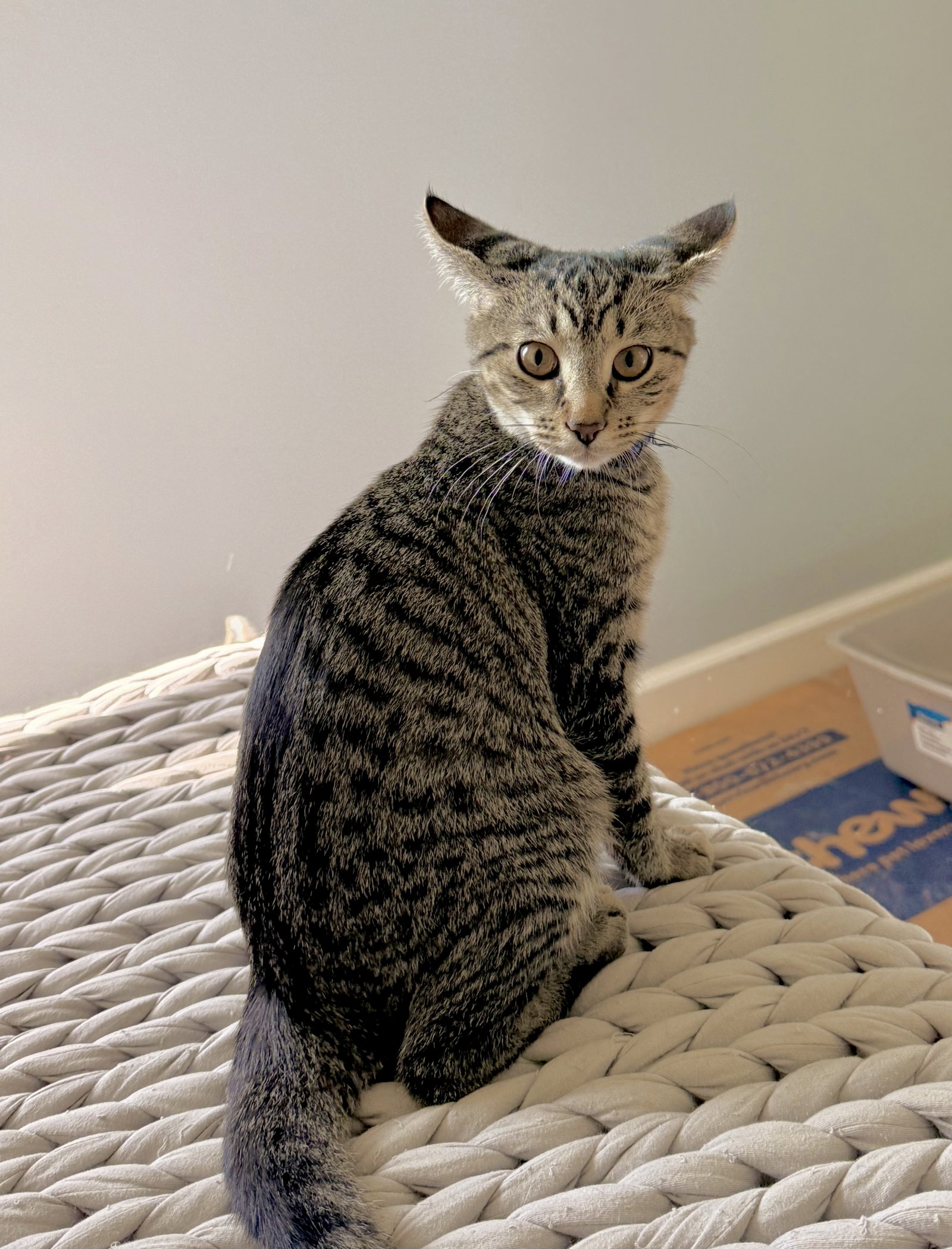 Quatro, Domestic Short Hair