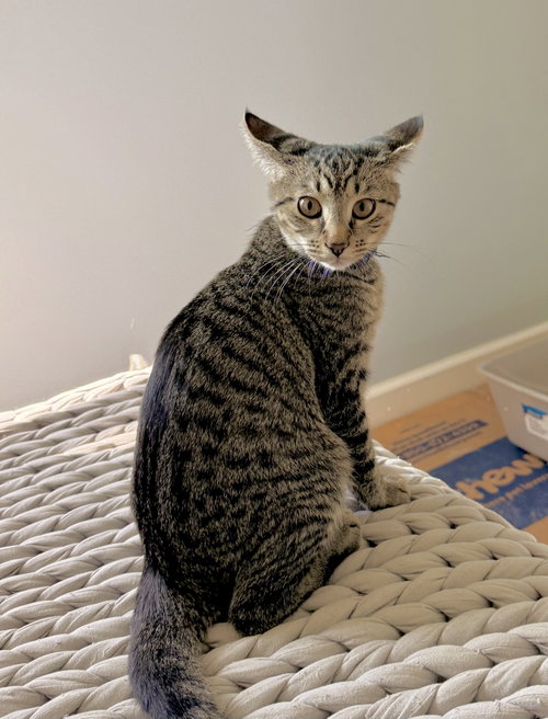 Quatro, a cat for adoption from For The Love Of Cats Rescue And Adoption