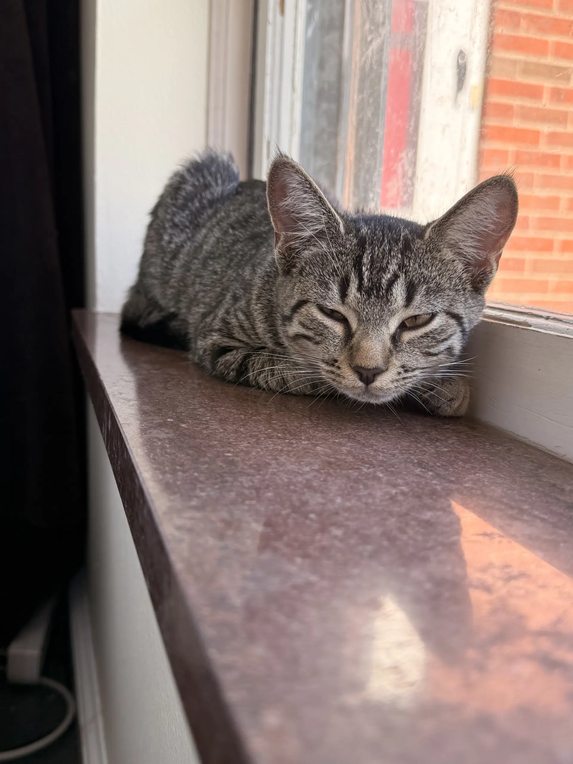 Cinco - Domestic Short Hair