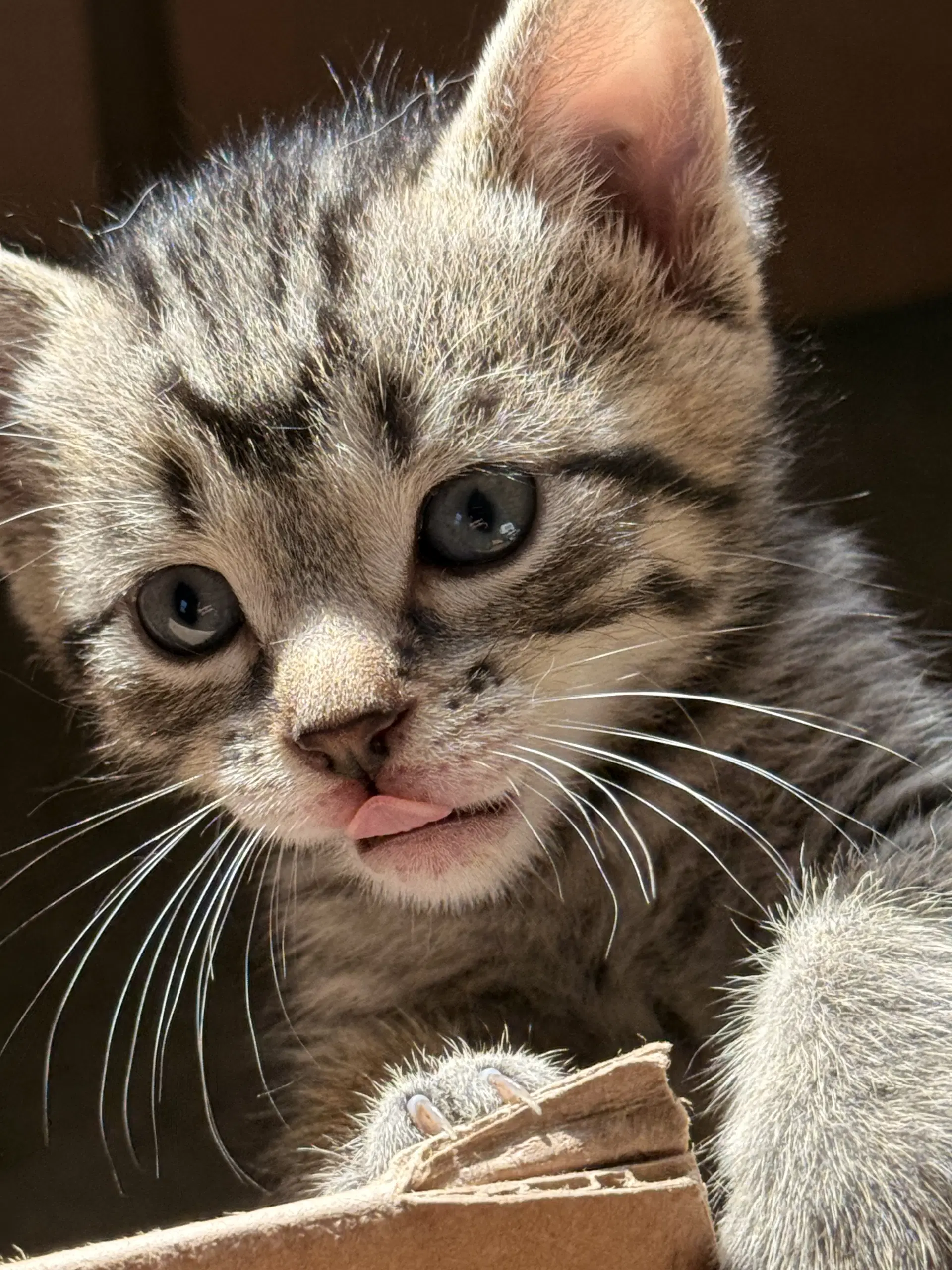 Seis - Domestic Short Hair
