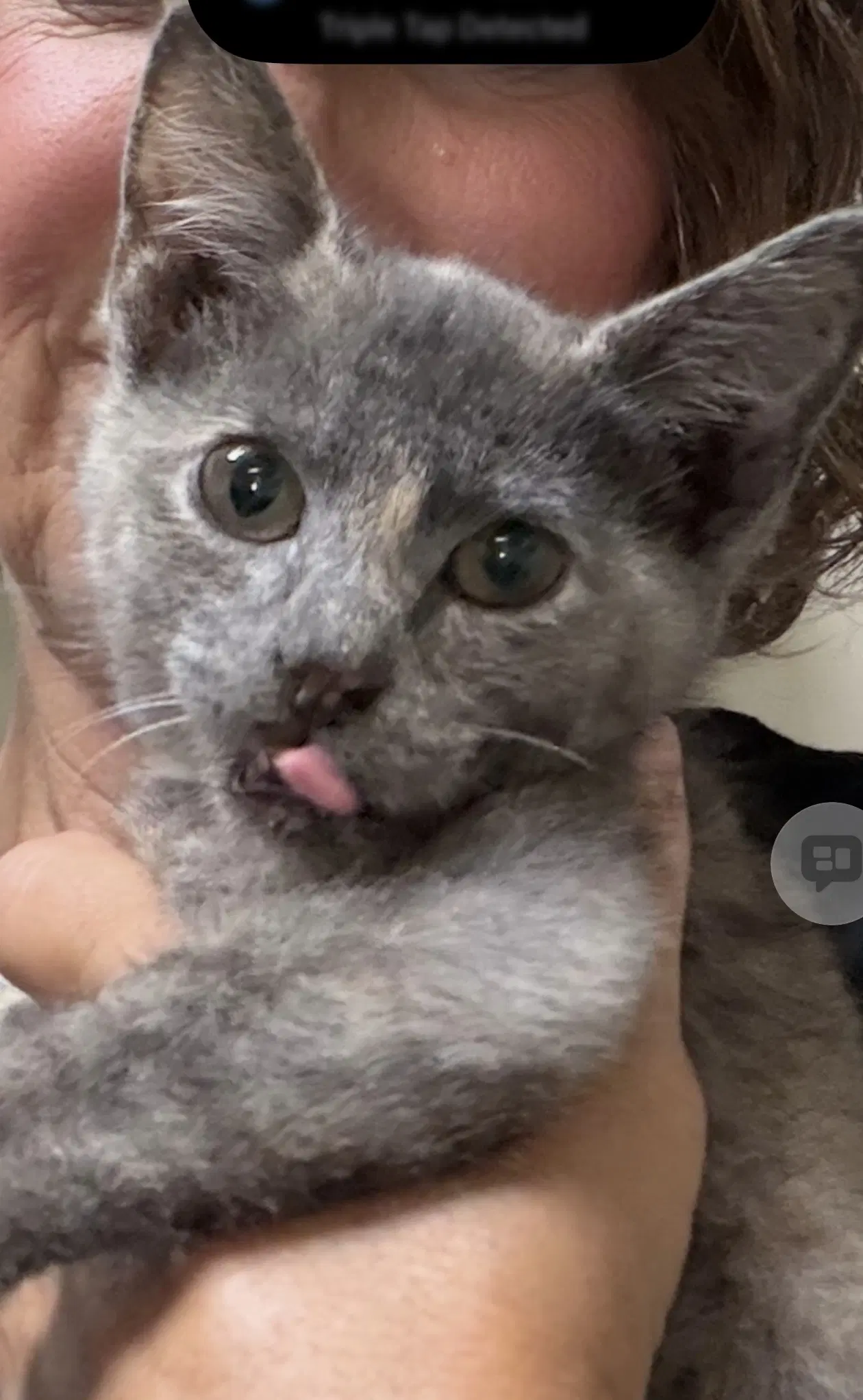 Jill - Domestic Short Hair