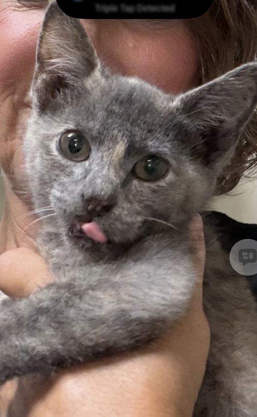 Photo 2 of Jill (MUST BE ADOPTED W JENNA)