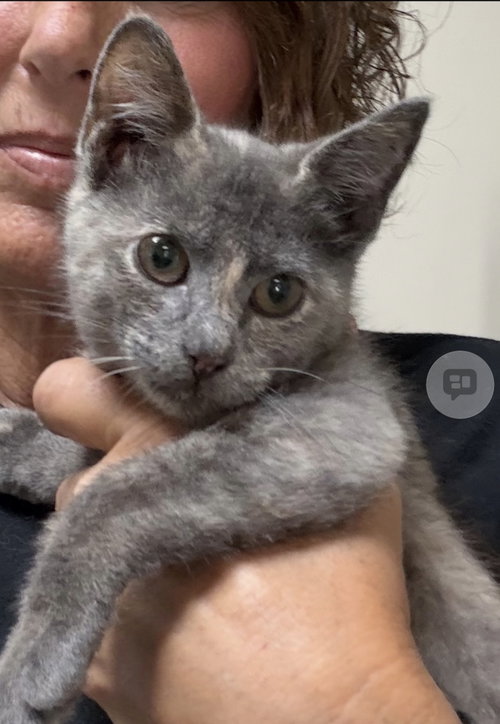 Photo 3 of Jill (MUST BE ADOPTED W JENNA)