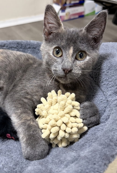picture of the cat needing adoption
