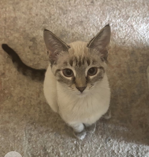 Prinsess, a cat for adoption from For The Love Of Cats Rescue And Adoption