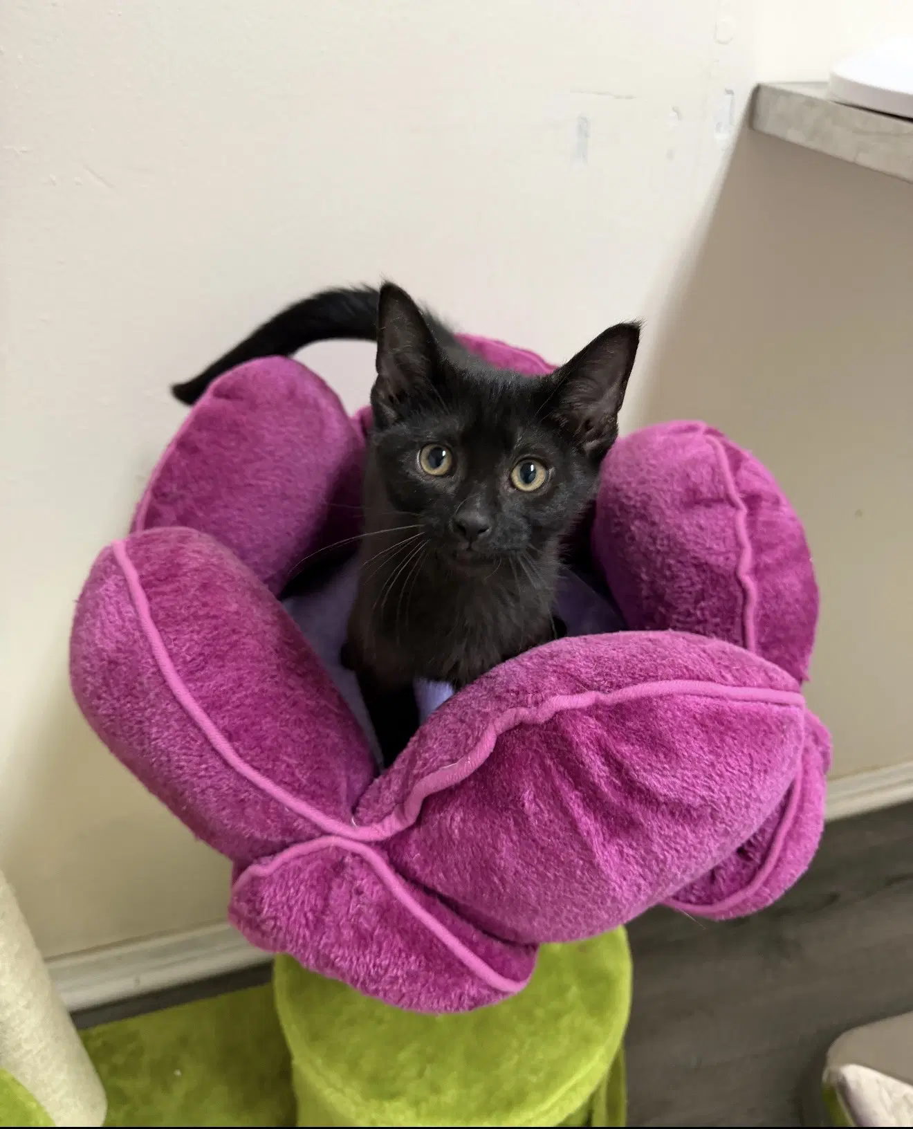 Hana - Domestic Short Hair