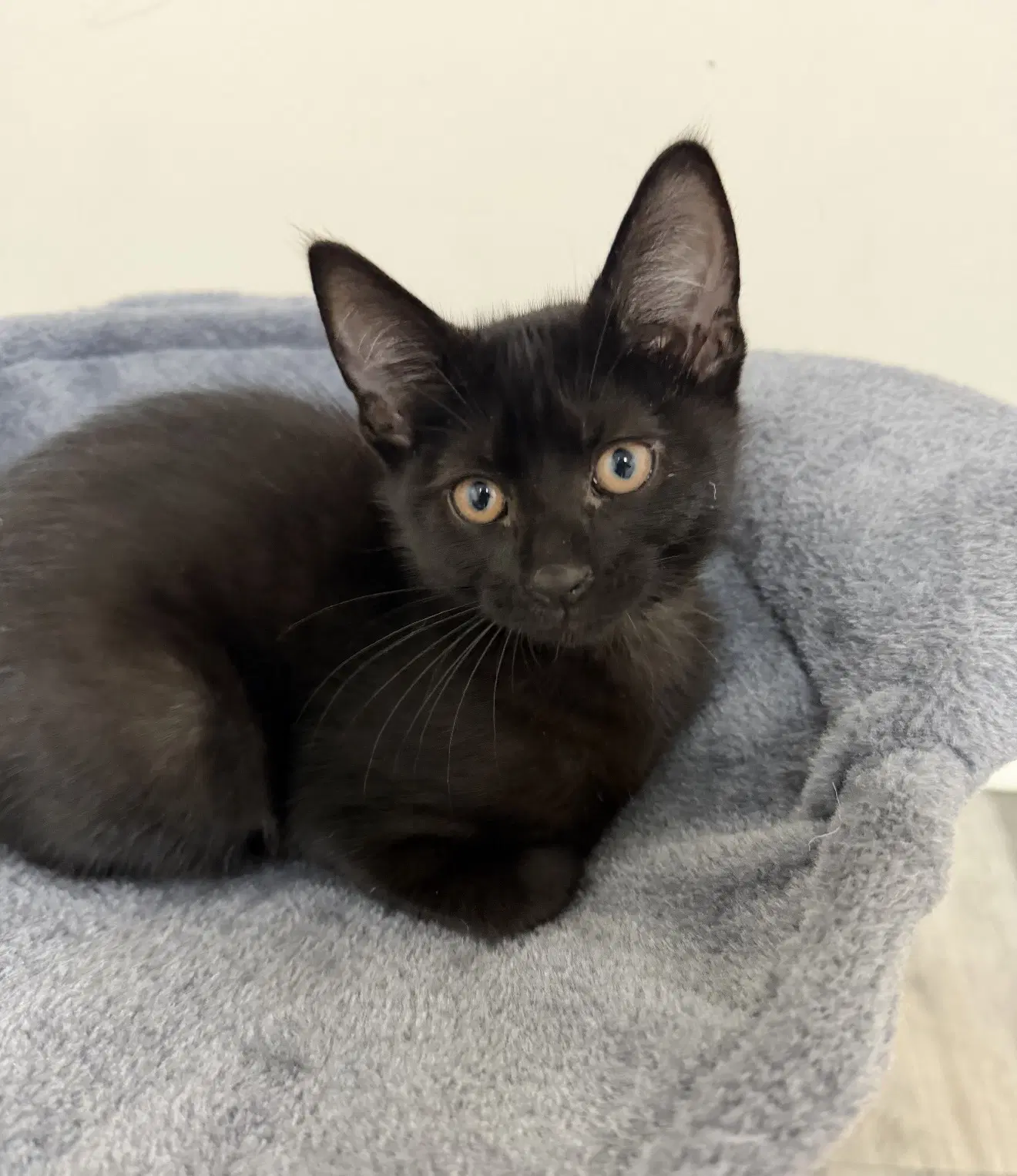 Hamlin - Domestic Short Hair