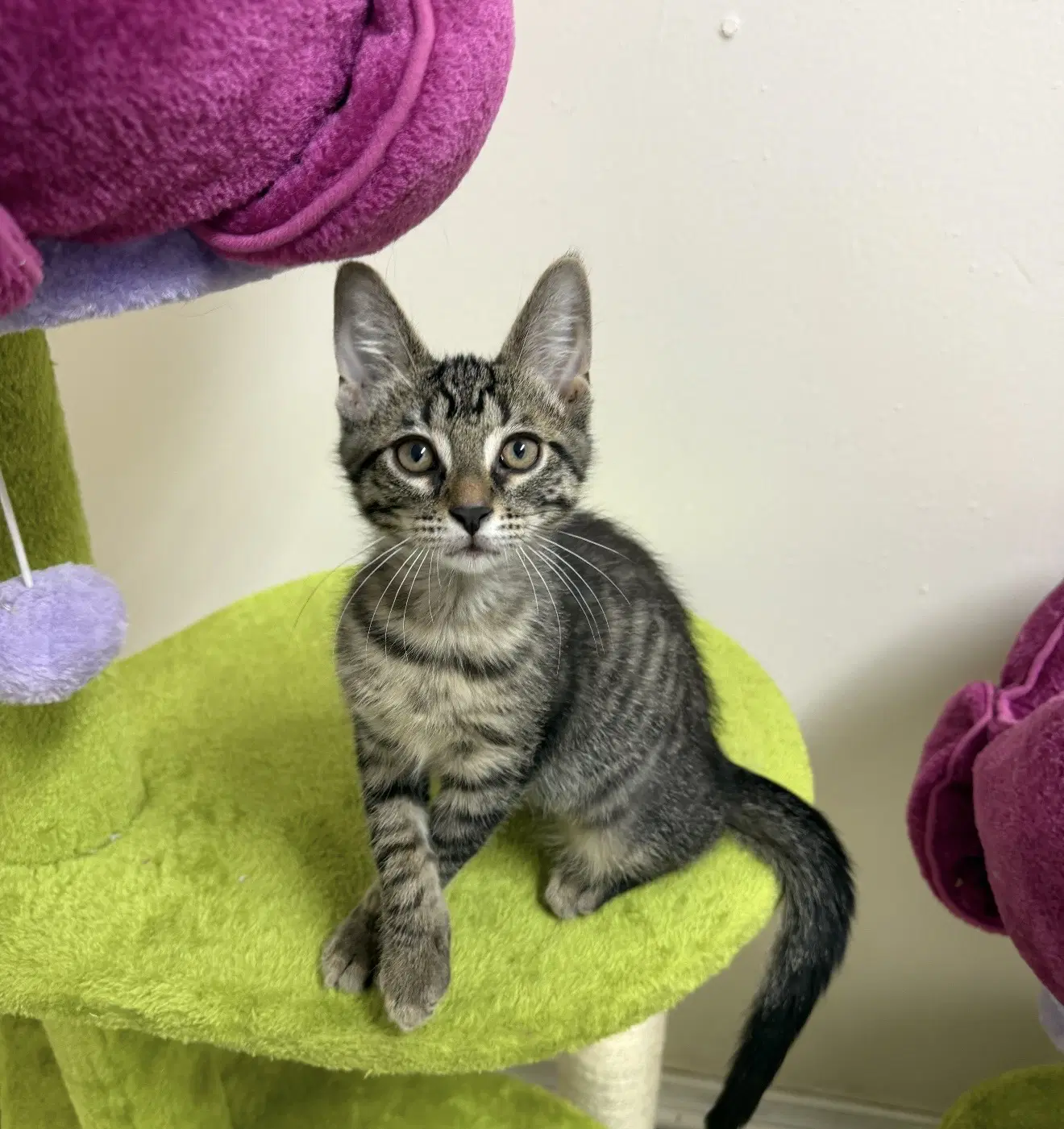 Hershey - Domestic Short Hair