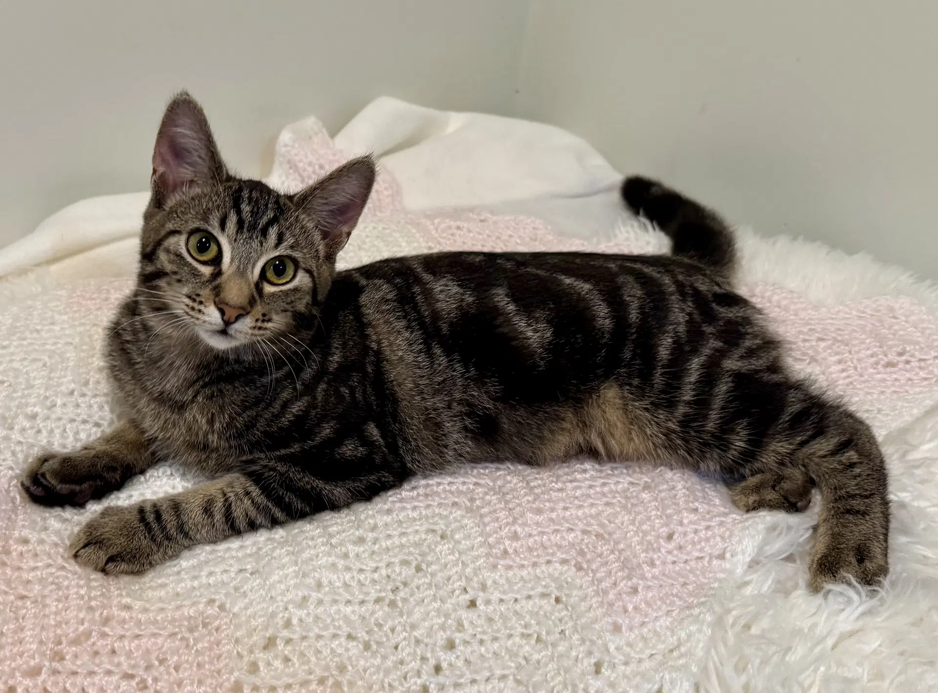 Jessi - Domestic Short Hair