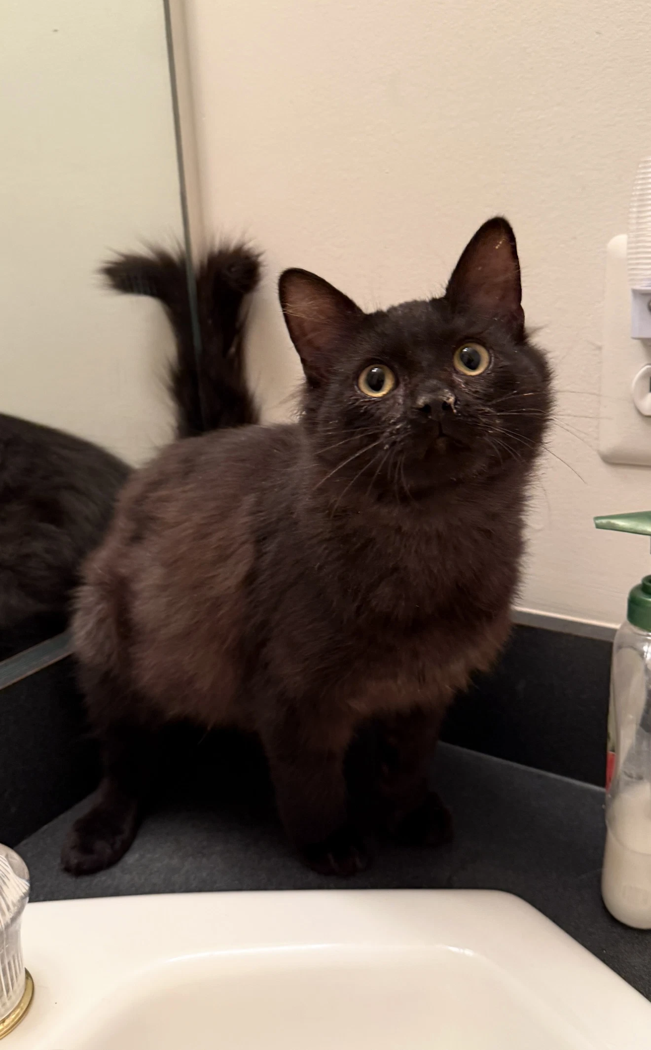 Atticus Must Be Adopted With Paloma