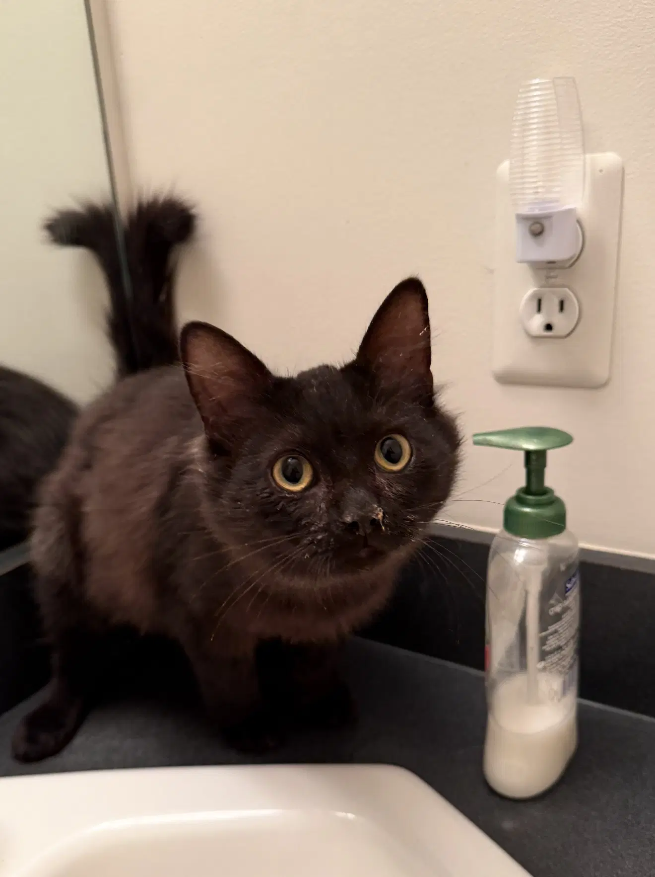 Atticus Must Be Adopted With Paloma image 2