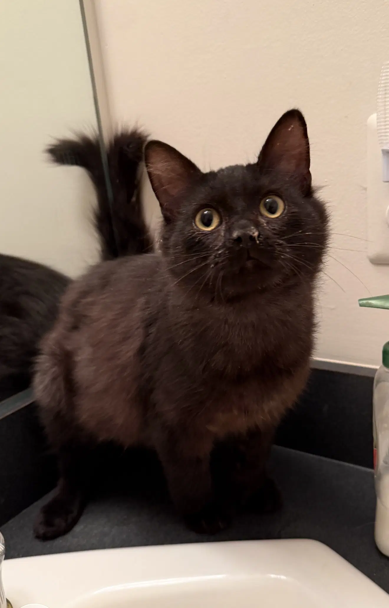 Atticus Must Be Adopted With Paloma image 3