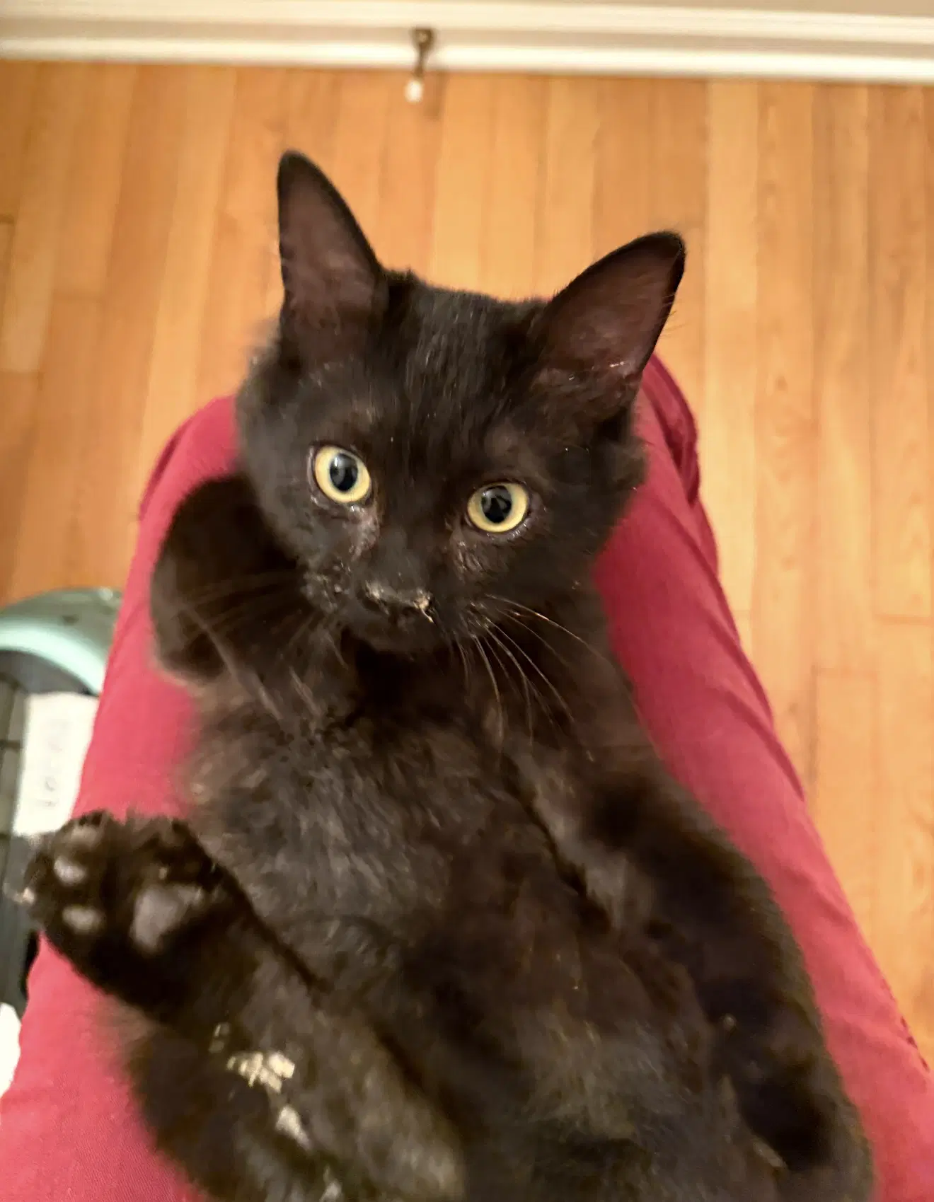 Atticus Must Be Adopted With Paloma image 4