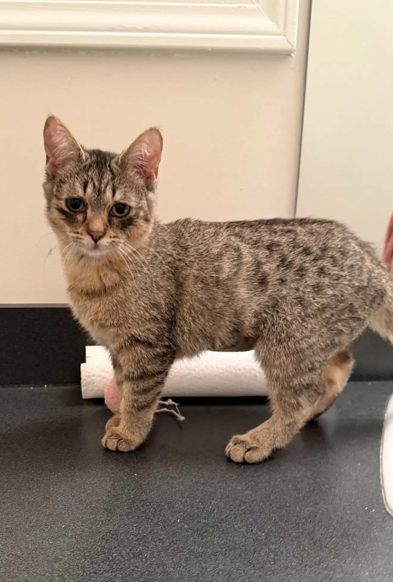 Paloma Must Be Adopted With Atticus - Domestic Short Hair