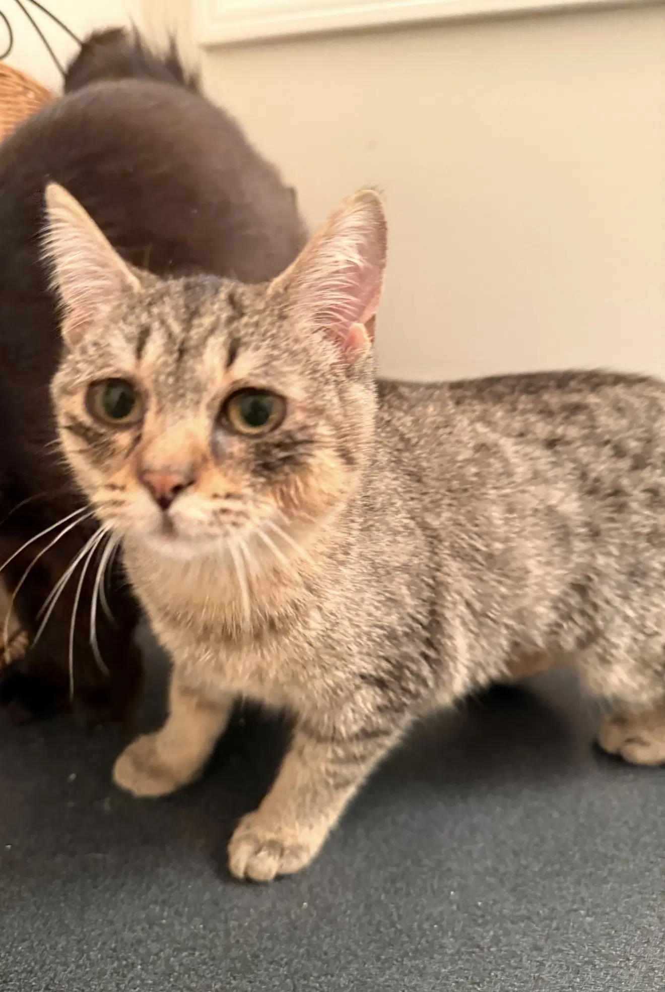 Paloma Must Be Adopted With Atticus image 2