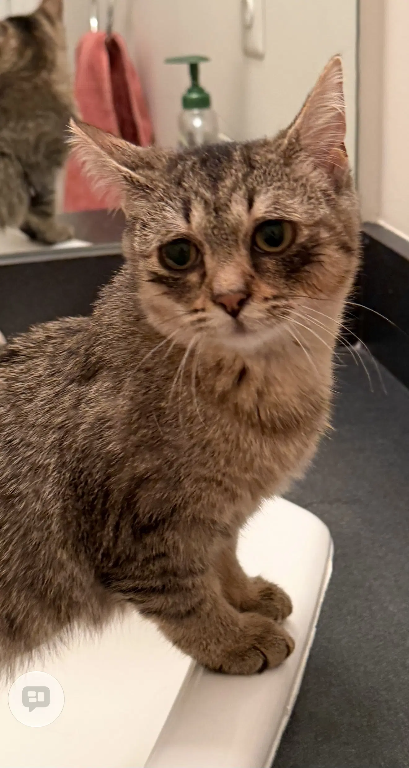 Paloma Must Be Adopted With Atticus image 3