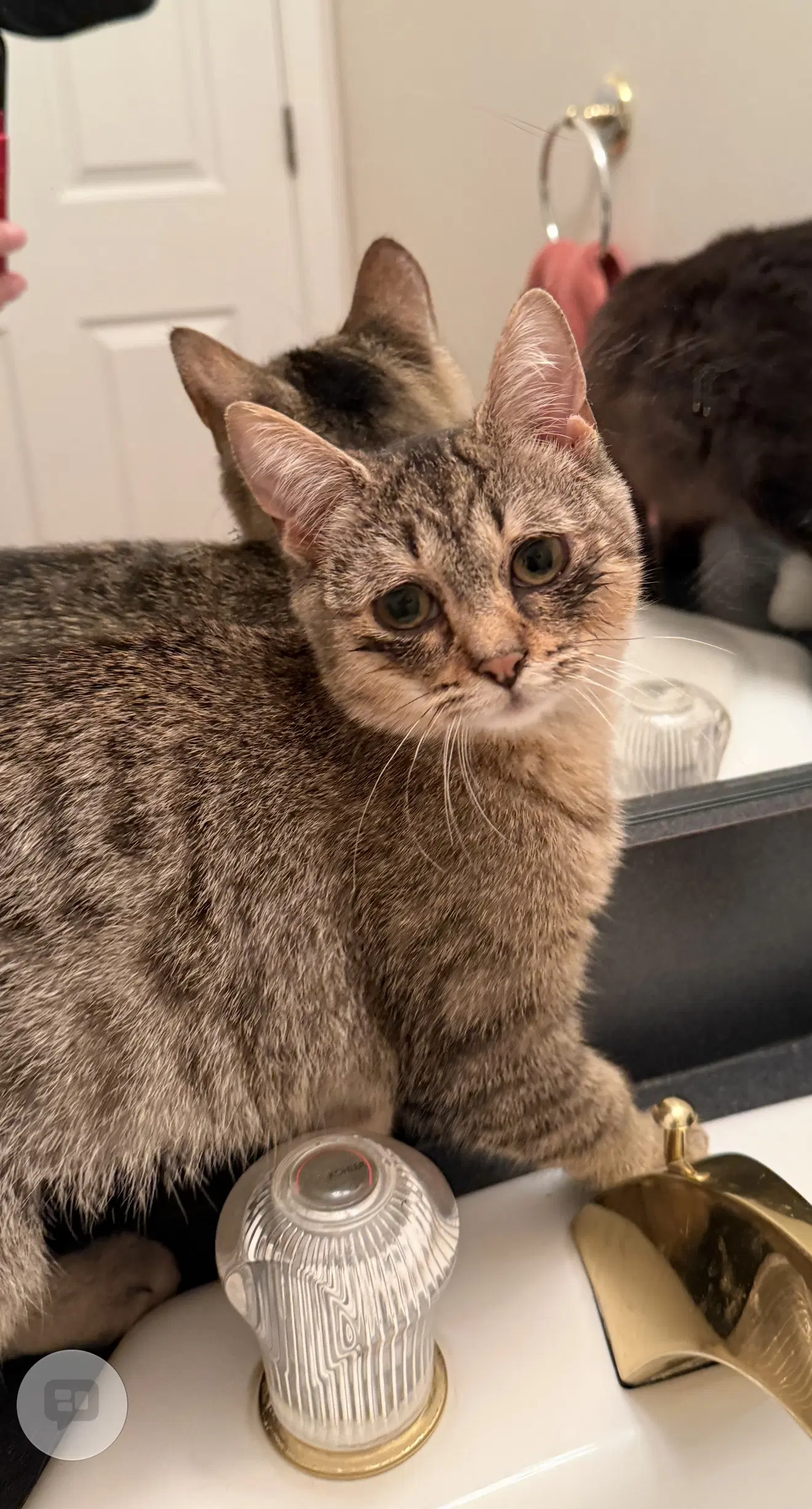 Paloma Must Be Adopted With Atticus image 4
