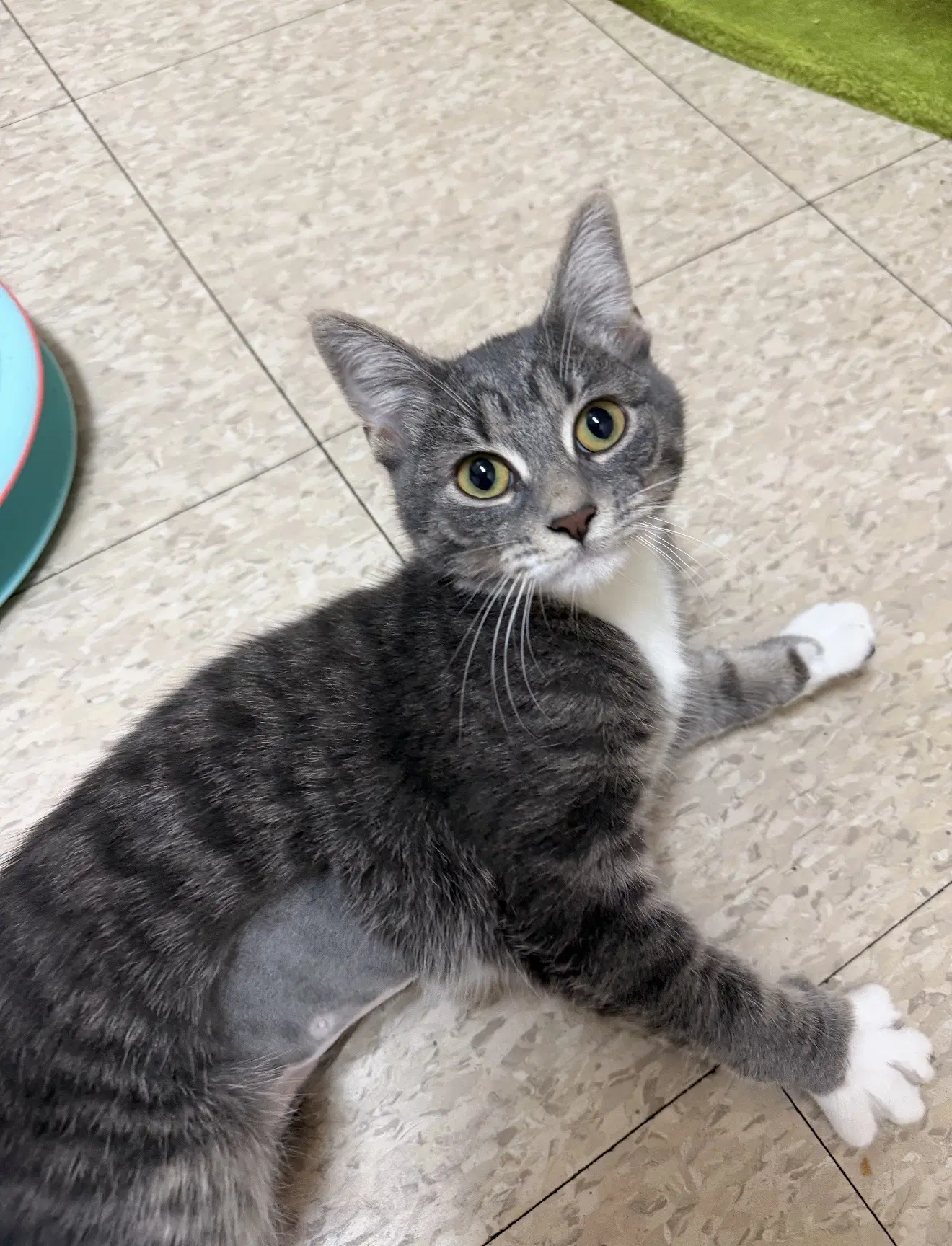 Jenna Must Be Adopted W Jill - Domestic Short Hair