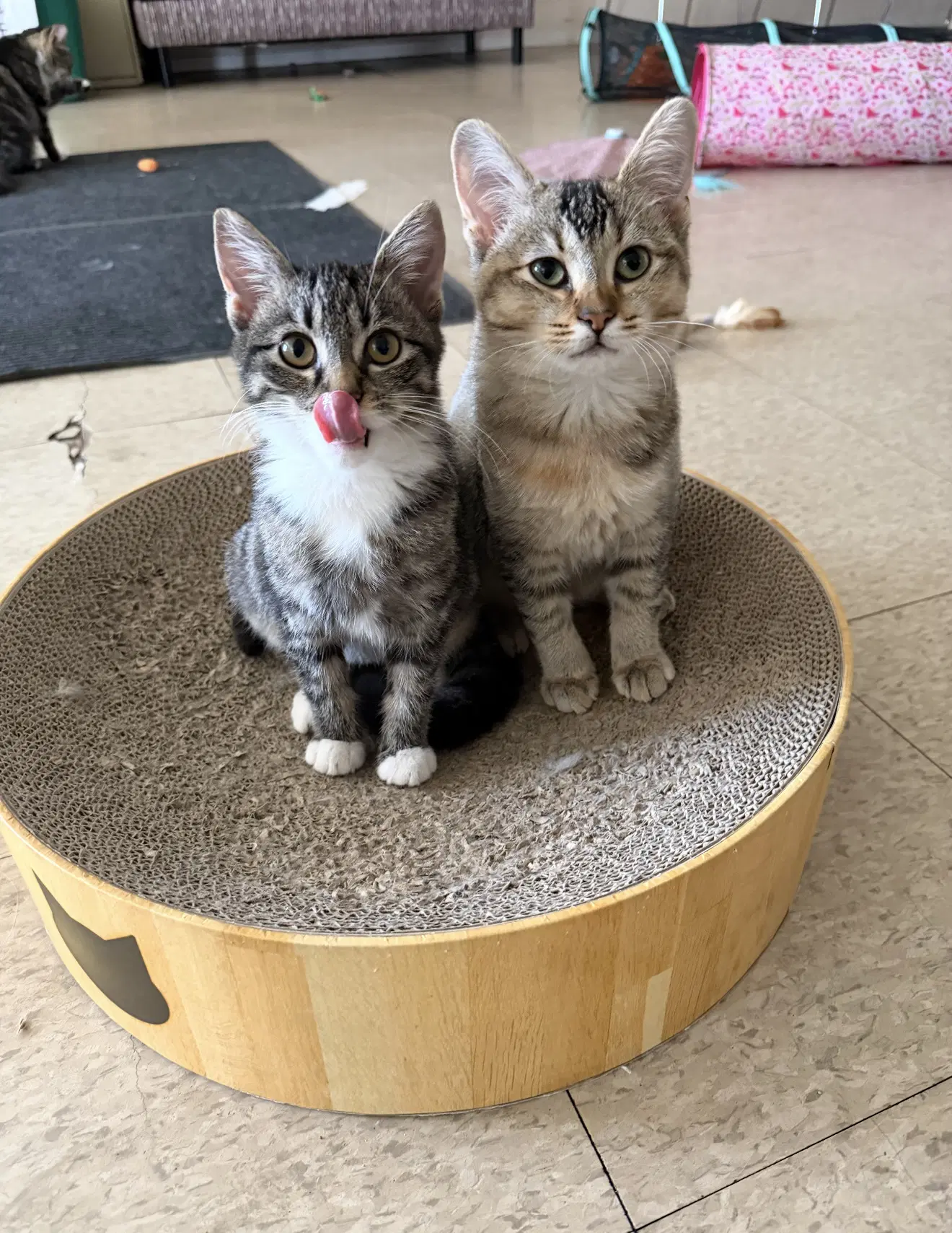 Jennifer Must Be Adopted With Rita - Domestic Short Hair