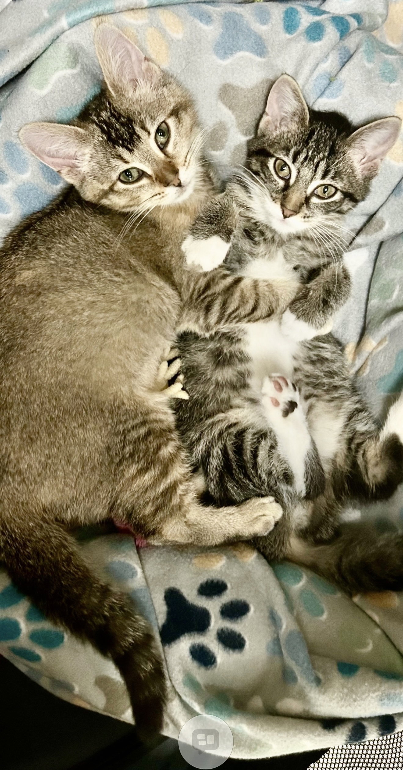 Jennifer (must be adopted with Rita), photo 3