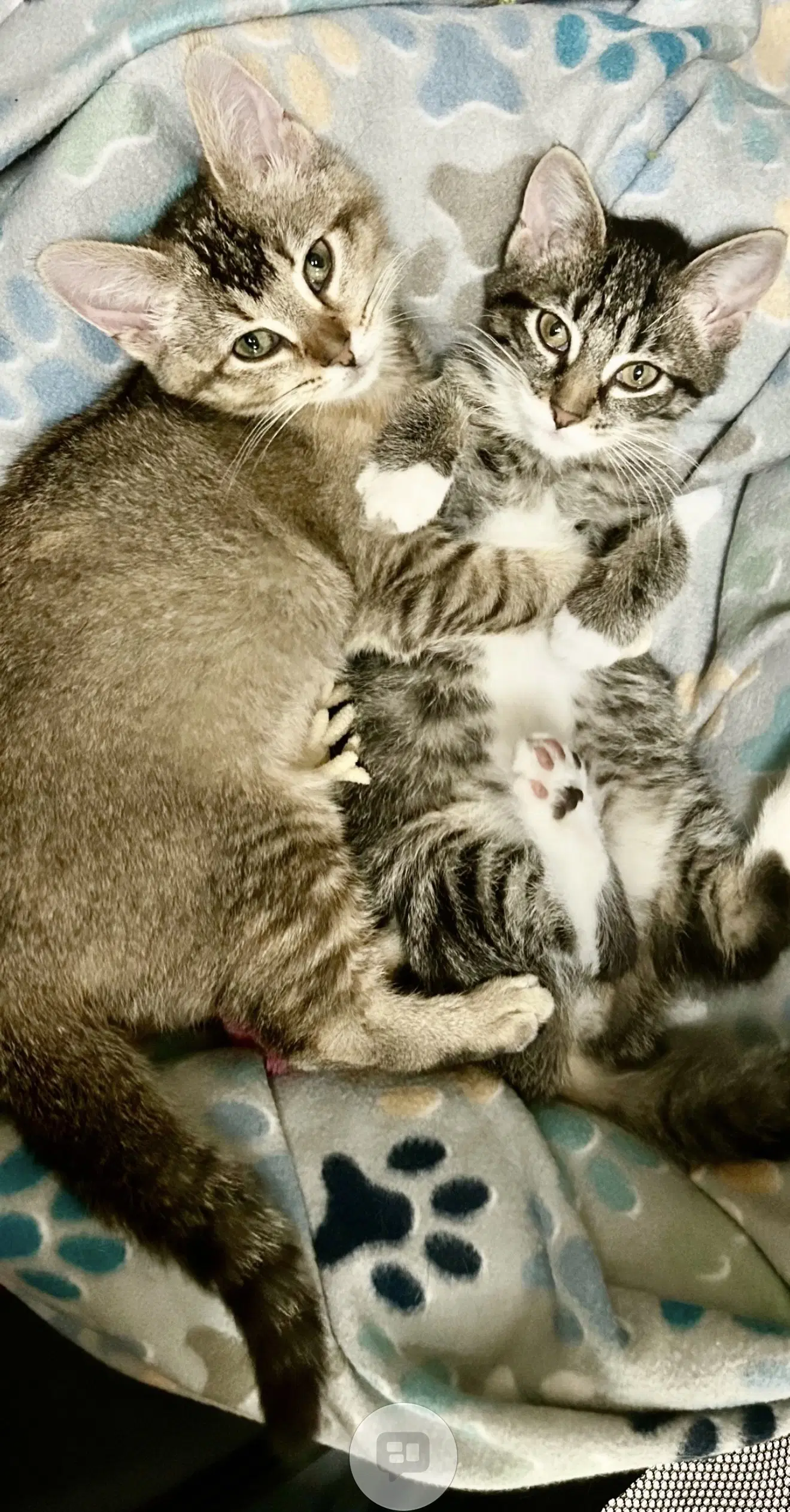 Jennifer Must Be Adopted With Rita image 2