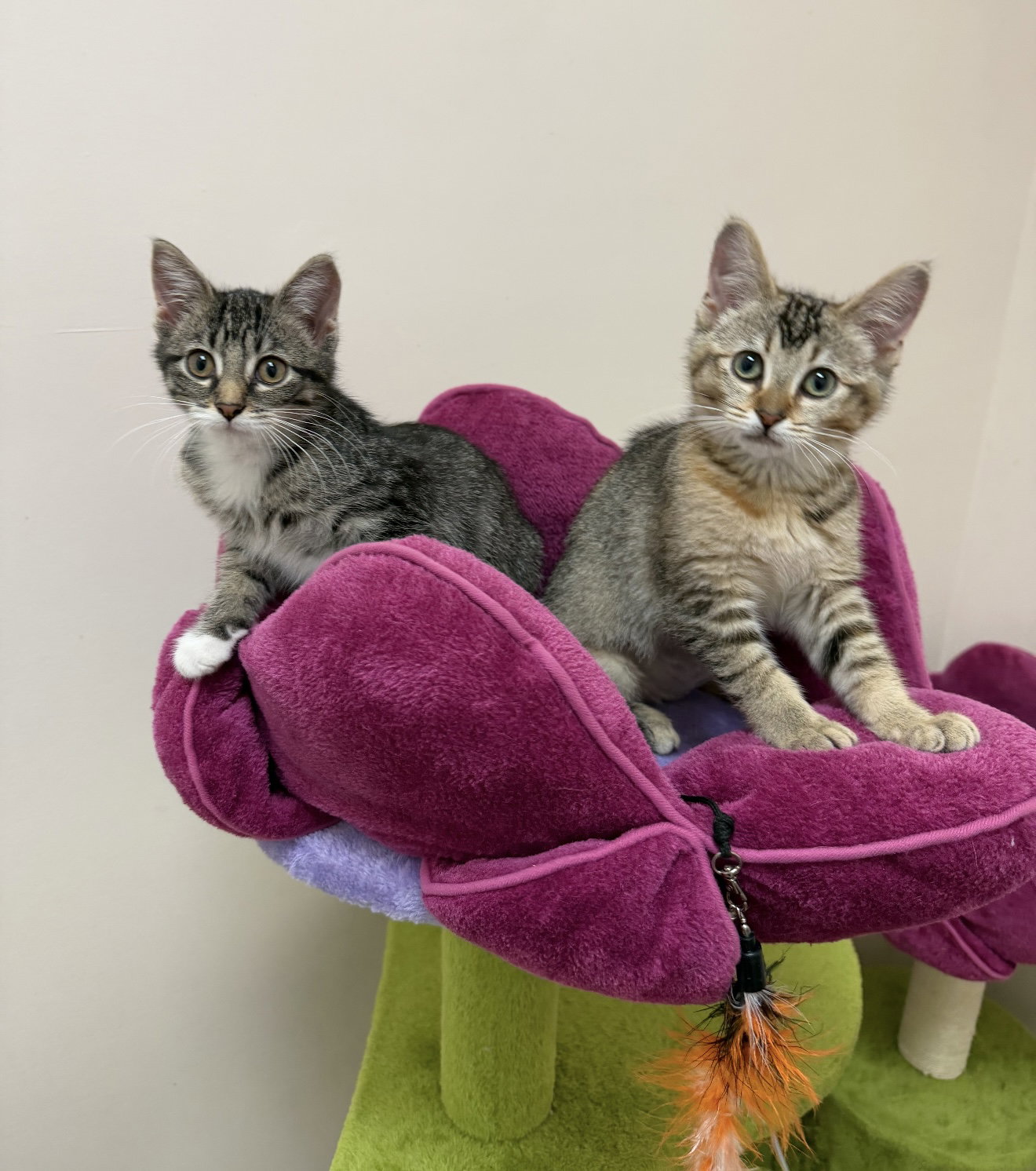 Jennifer (must be adopted with Rita), photo 4