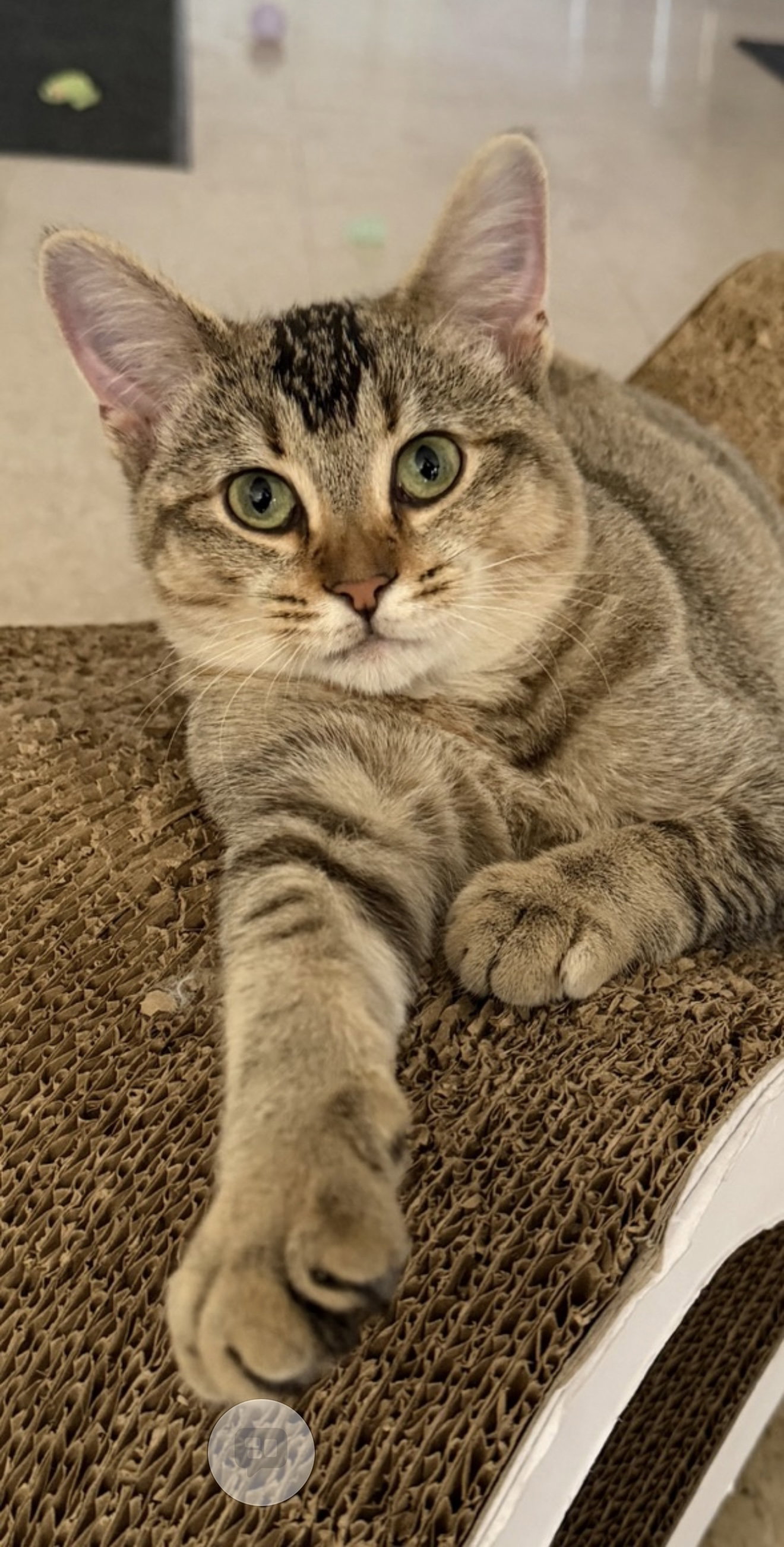 Jennifer (must be adopted with Rita)