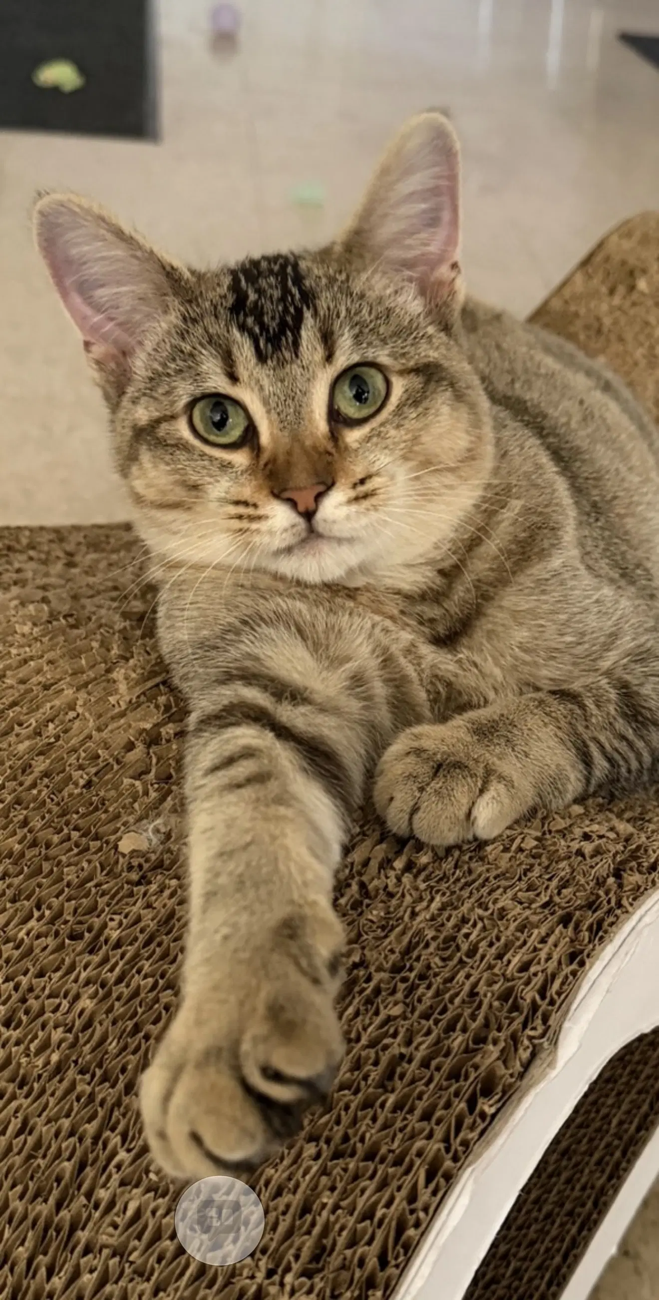 Jennifer Must Be Adopted With Rita - Domestic Short Hair