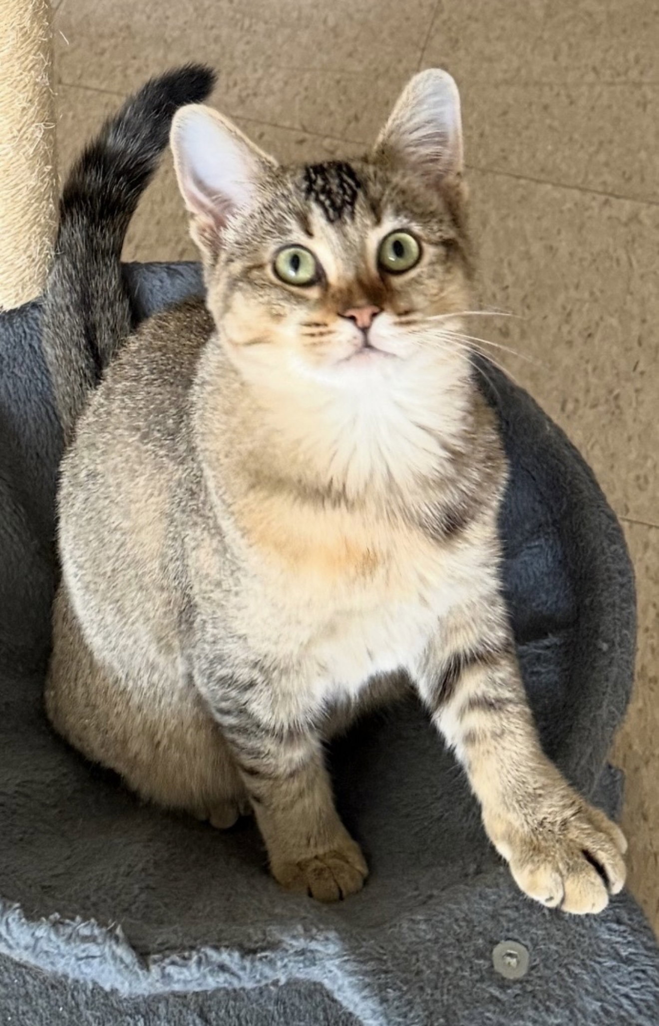 Jennifer (must be adopted with Rita), photo 2