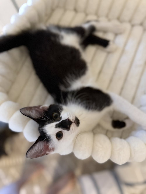 Fantosme, a cat for adoption from For The Love Of Cats Rescue And Adoption