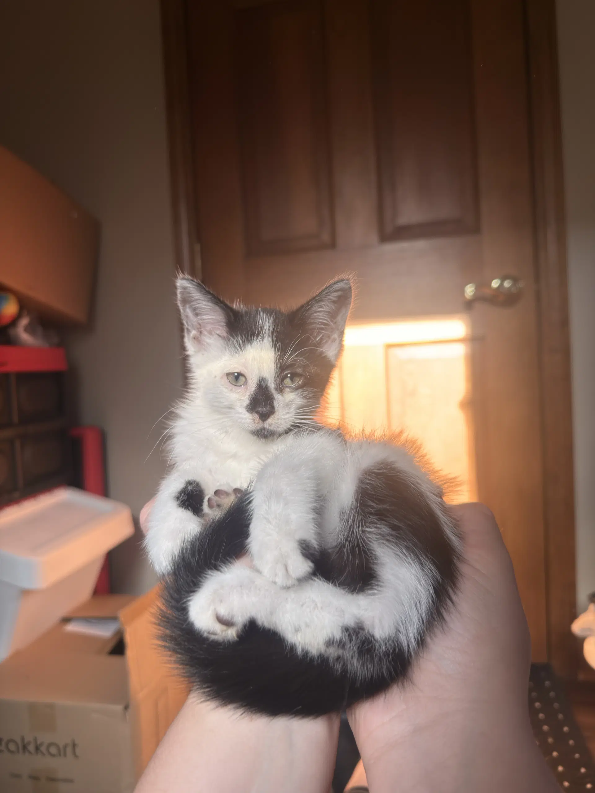 Fantosme - Domestic Short Hair