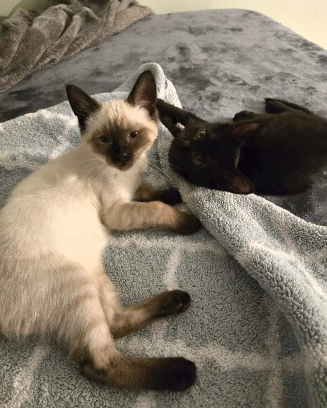 Kelleemust Be Adopted With Karson image 3