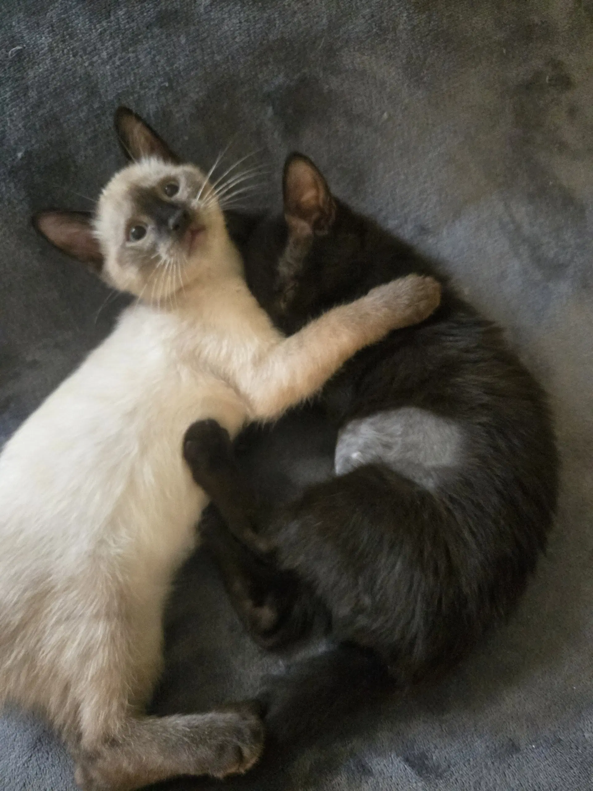 Karsonmust Be Adopted With Kellee image 2