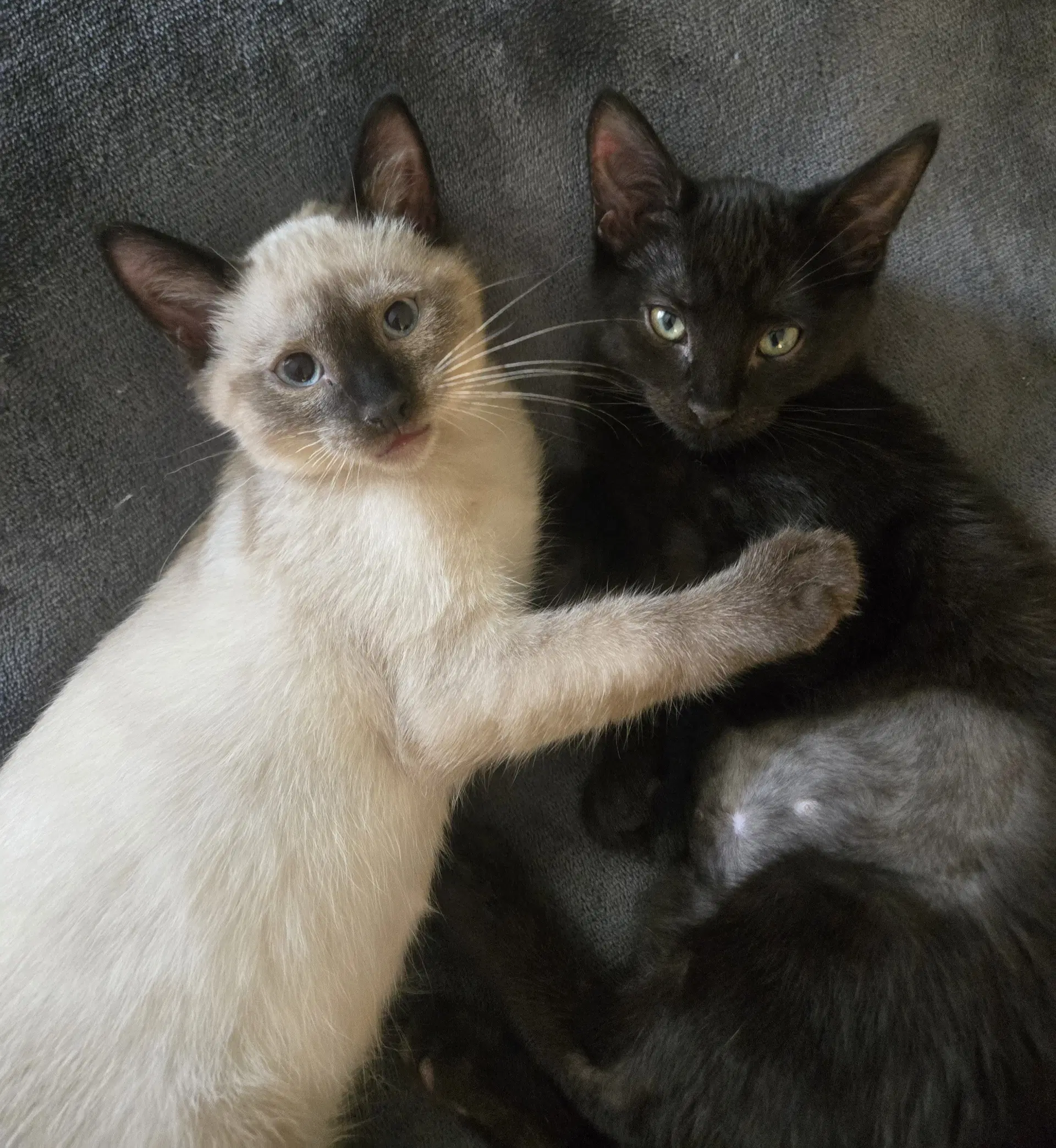 Karsonmust Be Adopted With Kellee image 4
