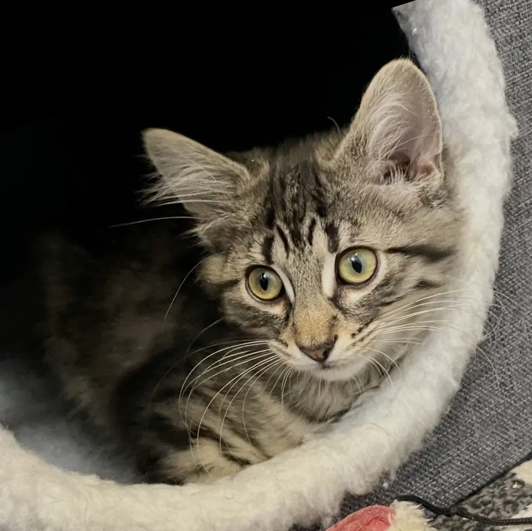Taiter Tot - Domestic Medium Hair