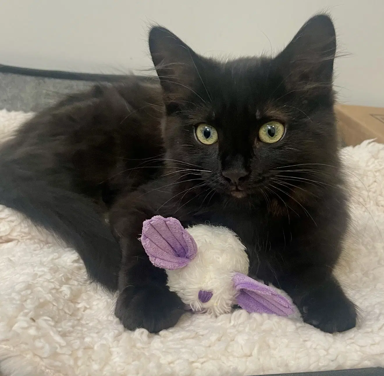 Nori - Domestic Medium Hair