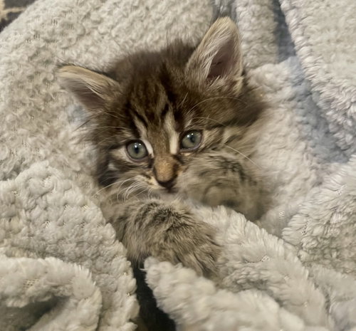Poonchki, a cat for adoption from For The Love Of Cats Rescue And Adoption